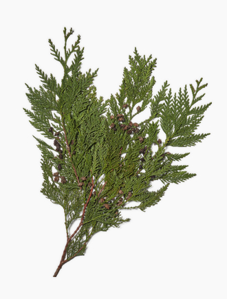 The Cedar plant from Continental Floral Greens